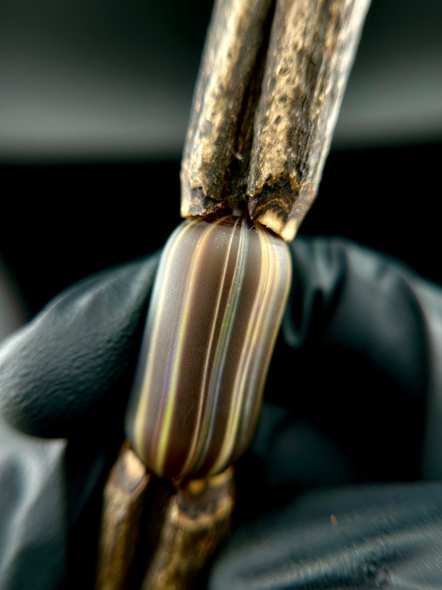 Bead Fidget Tool by Ted’s Trees x Elks That Run (B)
